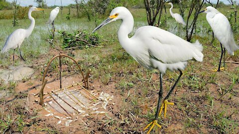 Bird Trap Technology - Awesome Quick Survival Snare Egret Bird Trap Work
