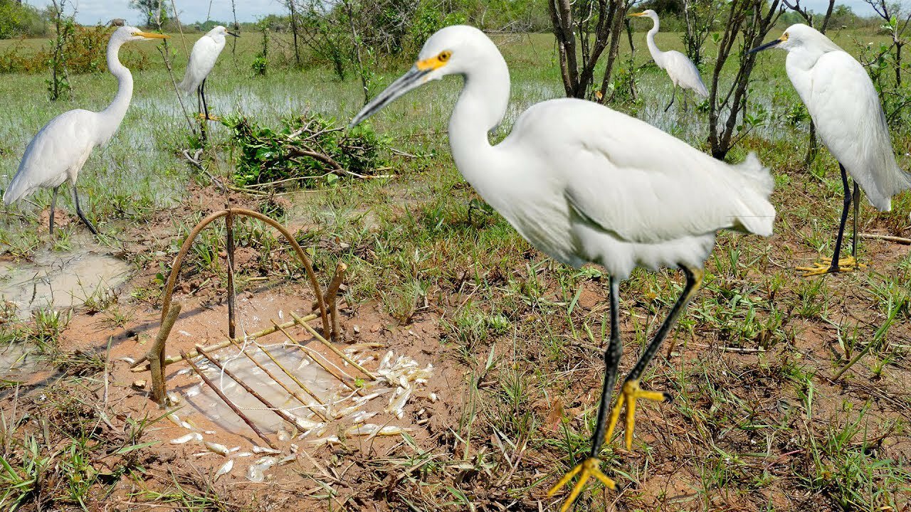 Bird Trap Technology - Awesome Quick Survival Snare Egret Bird Trap Work