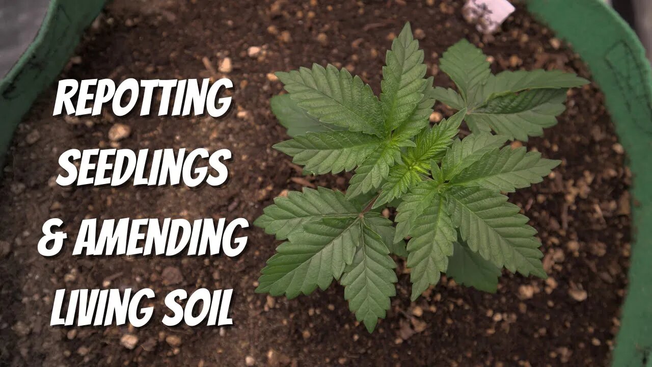 Transplanting & Amending Cannabis Plants in Organic Living Soil