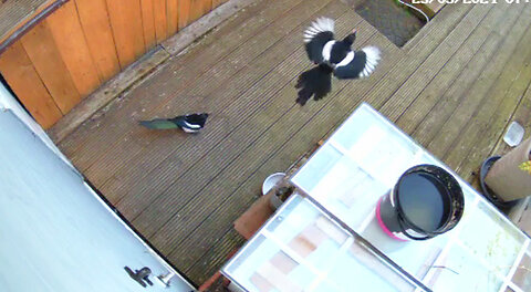 Two Magpie (birds) stealing the kittens' food