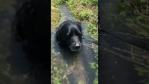 HOT DOG cooling off in a stream #animal