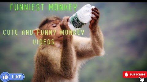 Funniest Monkey - cute and funny monkey videos