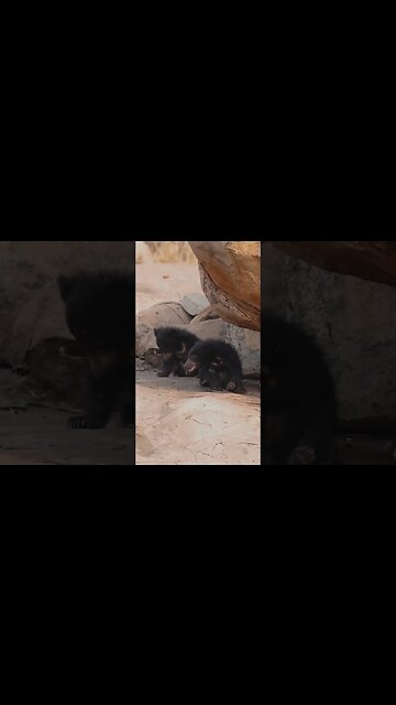These cute little cubs at this age travel on their mother's back as she searches for food.