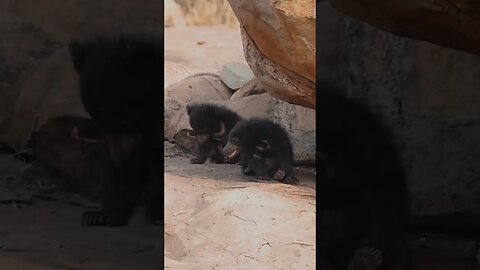 These cute little cubs at this age travel on their mother's back as she searches for food.