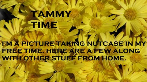 TAMMY TIME #1
