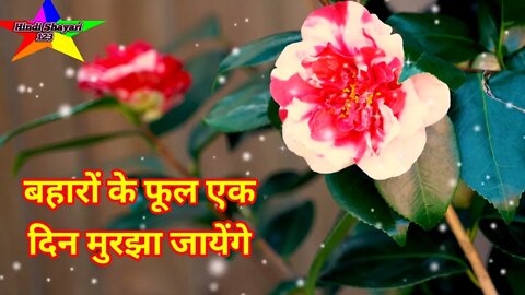 बहारों के फूल एक दिन मुरझा जायेंगे |💔Dard bhari shayari |❣️ Dard bhari shayari in hindi#shorts