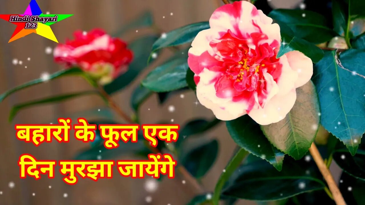बहारों के फूल एक दिन मुरझा जायेंगे |💔Dard bhari shayari |❣️ Dard bhari shayari in hindi#shorts