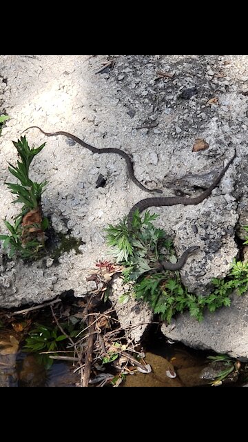 Snake getting ready to join family