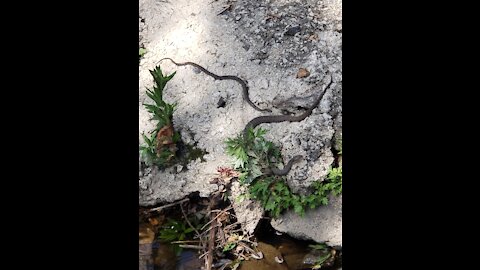 Snake getting ready to join family
