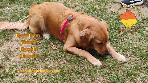 Remi Jean Training and Practice