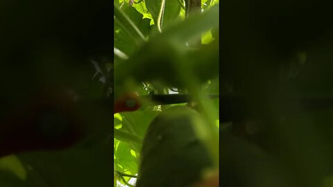 Cutting Cucumbers 😎