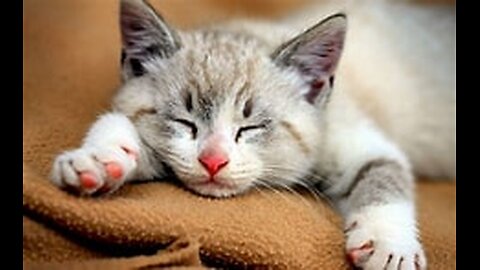 Cute cat videos funny cat videos#cute#cat