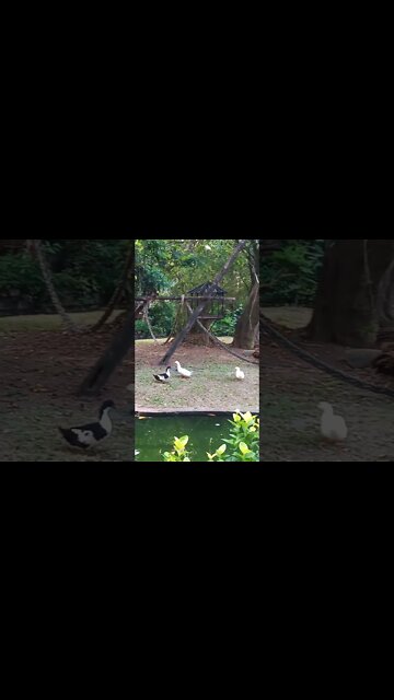 Can you spot the monkey on top. 😁