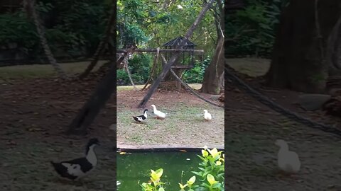 Can you spot the monkey on top. 😁