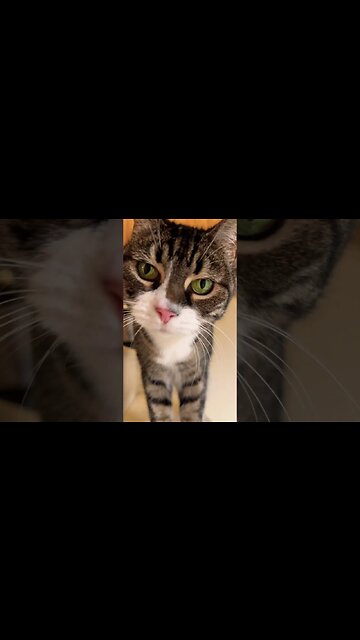 Purring Cat Sniffs Camera #catvideos