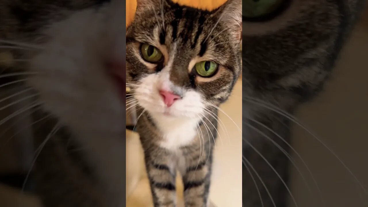 Purring Cat Sniffs Camera #catvideos