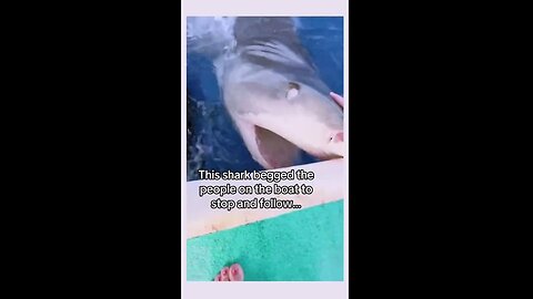 Amazing! Shark begging people on boat to stop & follow 🙏