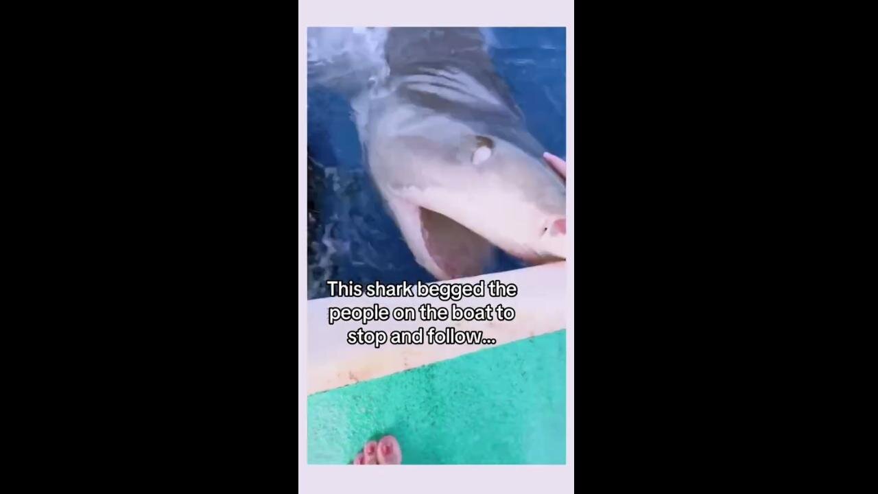Amazing! Shark begging people on boat to stop & follow 🙏