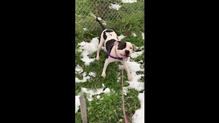 Cleveland APL Pet of the Week - Peeta the PittoPotamus