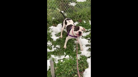 Cleveland APL Pet of the Week - Peeta the PittoPotamus