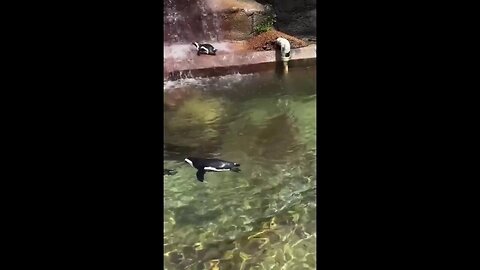 Tennessee Zoo Penguins Cool Off In The Summer Heat