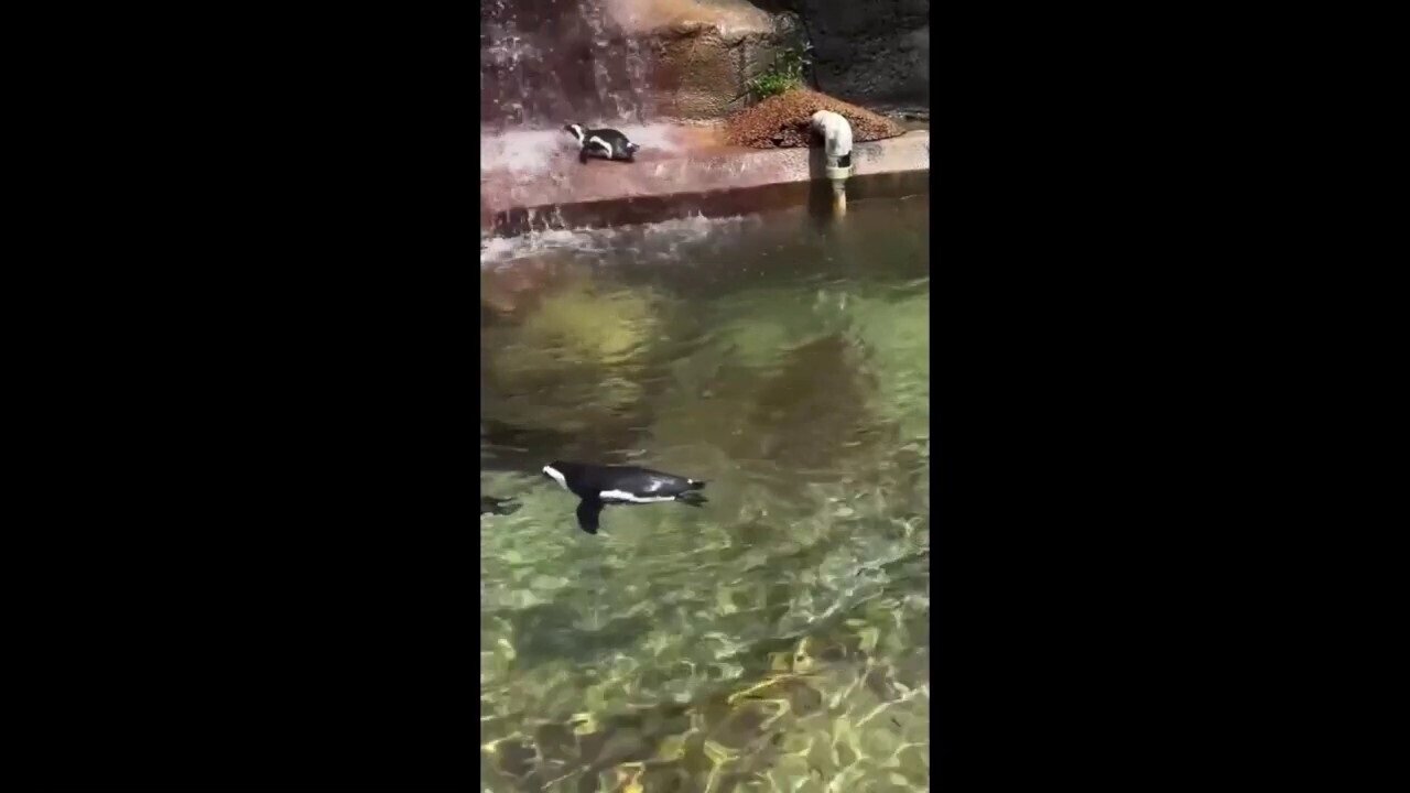 Tennessee Zoo Penguins Cool Off In The Summer Heat