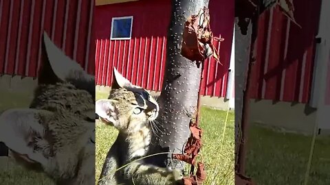 20220921 - Kittens Having Fun Playing
