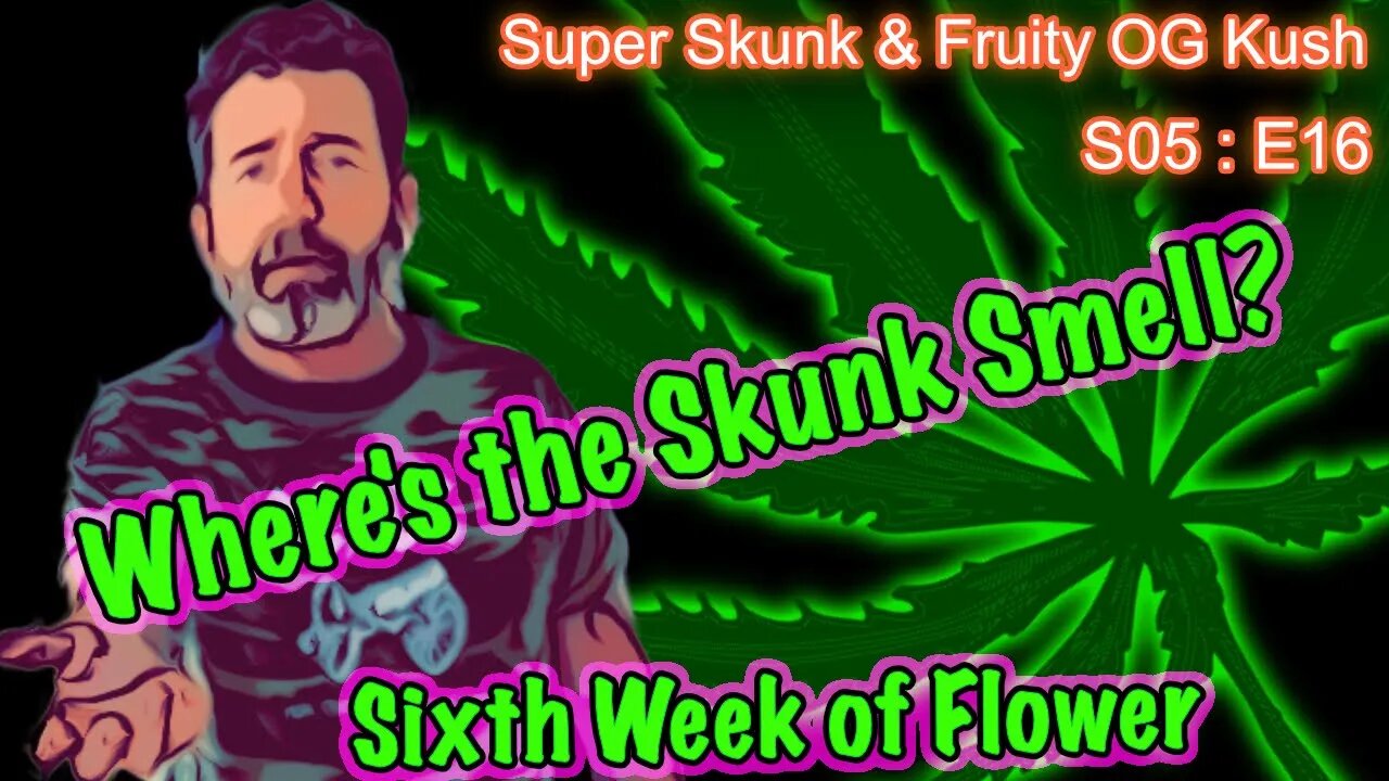 S05 E16 Super Skunk / Fruity OG Kush Organic Cannabis Grow – Week 6 of Flower & No Skunk-Smell...?