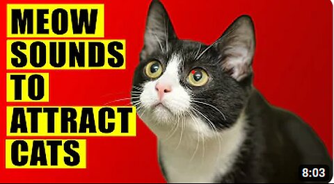Sounds that attract cats - Meow to make cats come to you