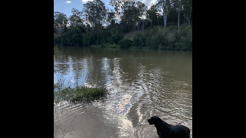 Labs love to swim