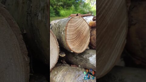 Mr. Snake says hello from his log home.