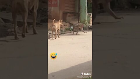 Super Funny Animal Video Will Make You Laugh Out Loud