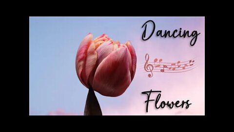 Flower Blossom | Meditation Music | Relaxing Mood | Dancing Flowers | Zen