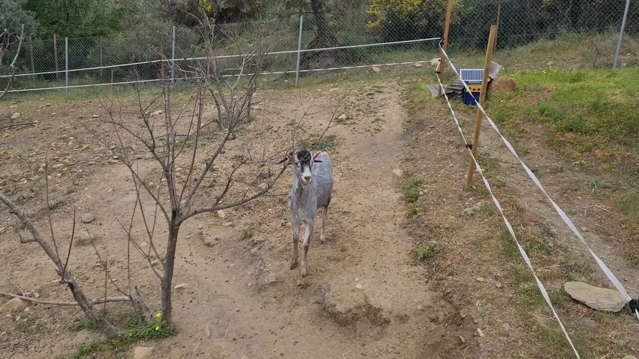 We have a little stud goat come to visit!
