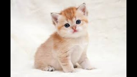 Fluffy orange meets egg yolk