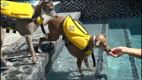Dogs' First Time In A Swimming Pool (Using A Treat To Lure Them Into Water)