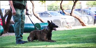 Raider the newest K9 memeber of LVMPD