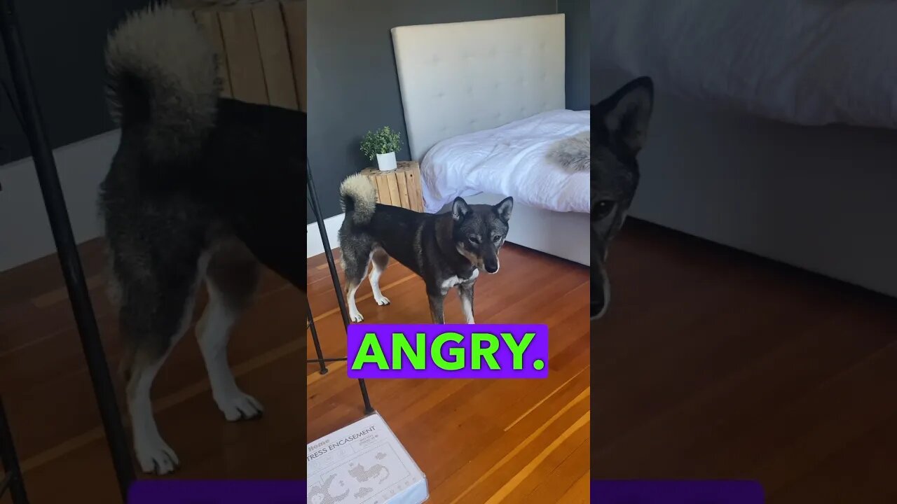 Zara is TIRED of waiting for her walk.