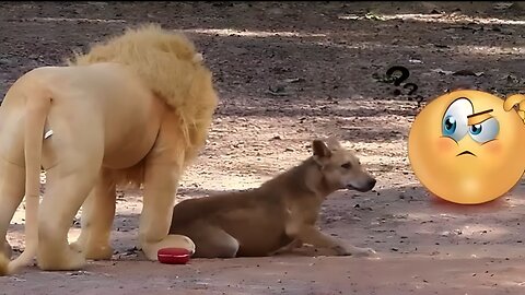 Funniest animals 😂😂