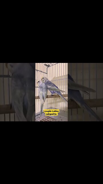 couple Latino calopsitte