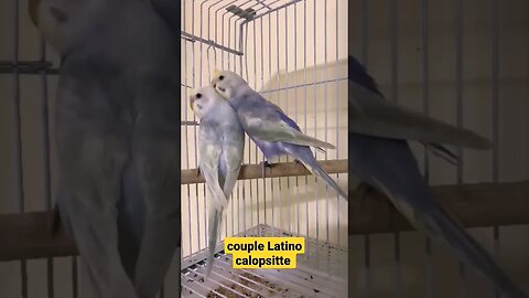 couple Latino calopsitte