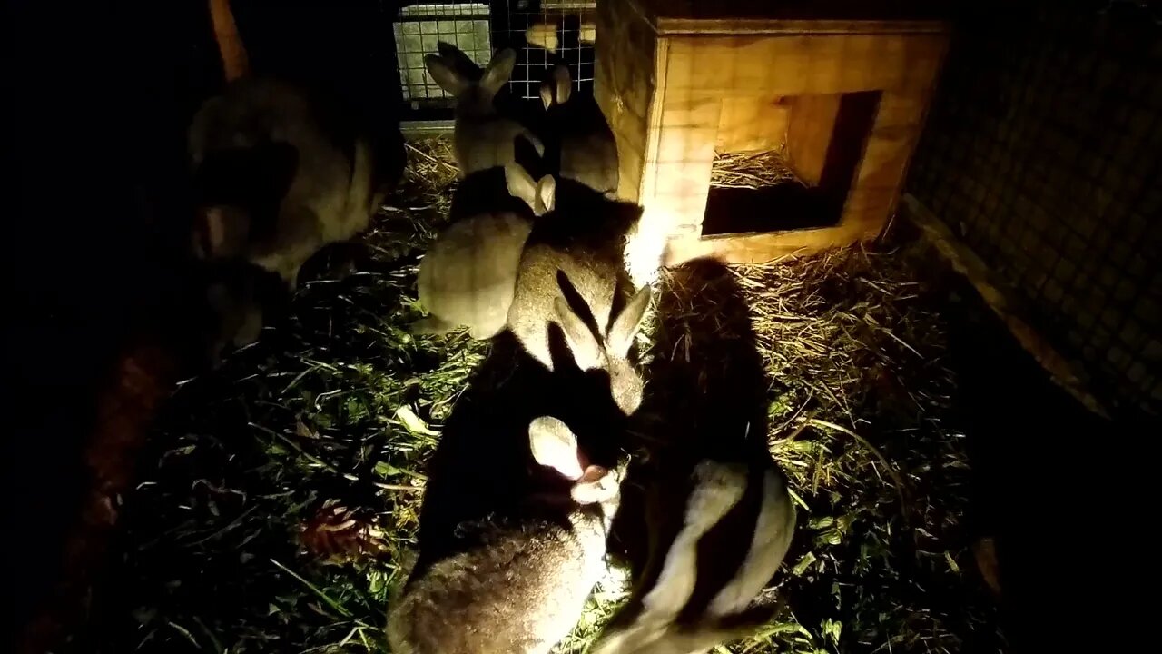 The Absurd Almanac: Unraveling the Randomized Tapestry of Existence with Rabbits