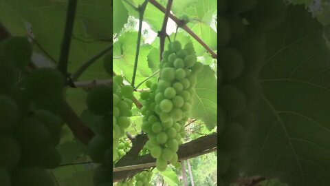 Uvas 🍇