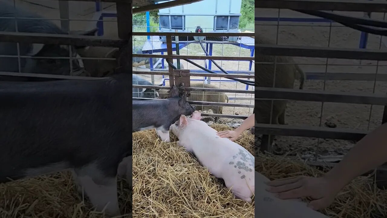 4H hogs for school FFA program. #homesteading #pig #ffa #4h