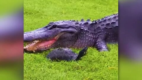 30 Times Animals Messed With The Wrong Opponent !-3