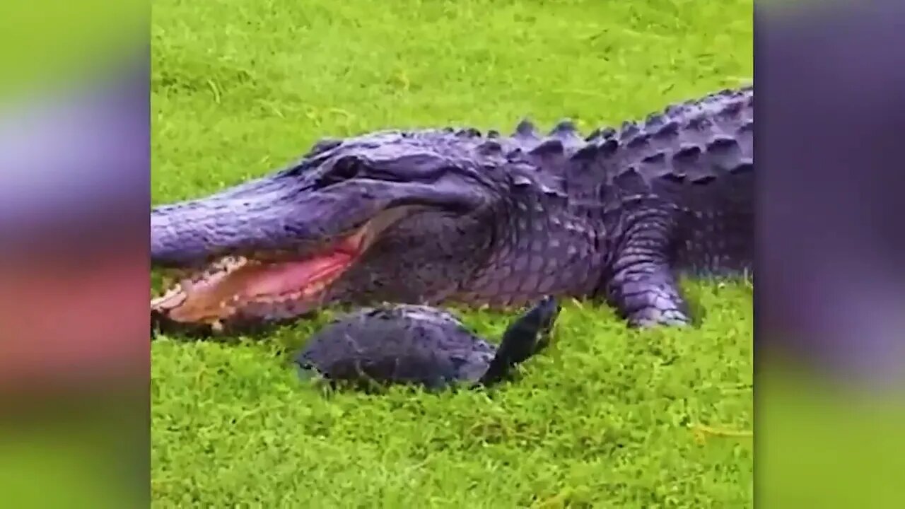 30 Times Animals Messed With The Wrong Opponent !-3