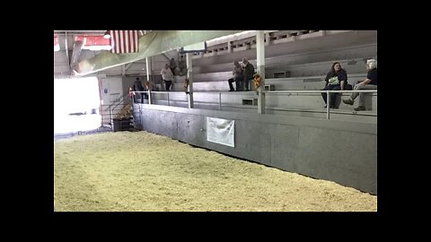 2021 Preston County Buckwheat Festival Lamb Show