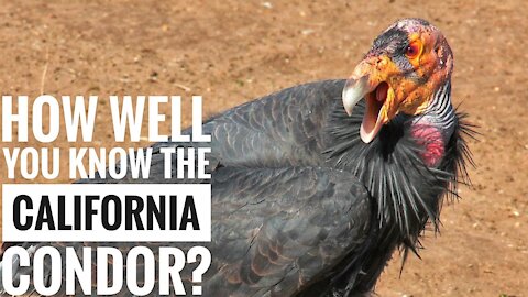 Explore the Description Characteristics and Facts California Condor