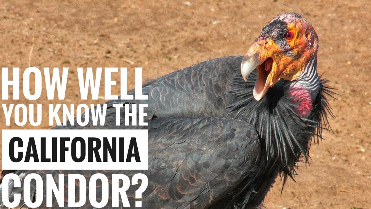 Explore the Description Characteristics and Facts California Condor