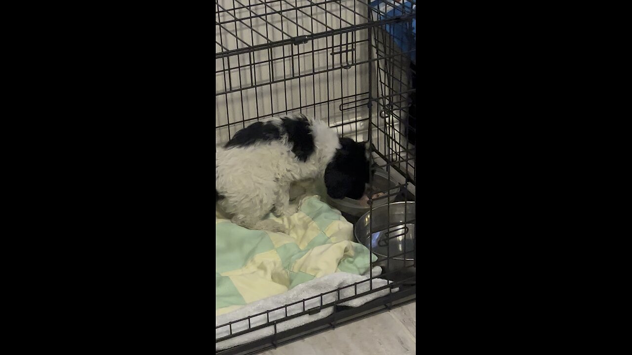 Portuguese Water Dog. Suppers some good.